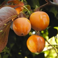 Саджанці хурми Пам'ять Черняєва (привитий) - 1-річний