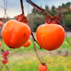 Саджанці хурми Соснівська (привитий) - 1-річний