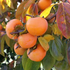 Саджанці хурми Тіпо (привитий) - 1-річний