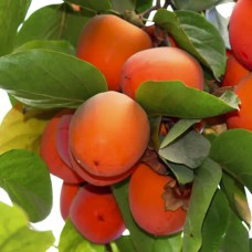 Саджанці хурми Знахідка (привитий) - 1-річний