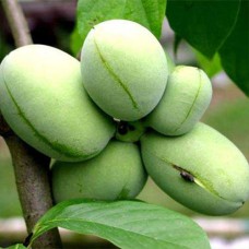 Саджанці азиміни Мартін - 1-річний