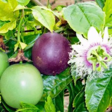 Саджанці маракуї Едуліс - 1-річний