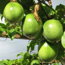 Саджанці маракуї Північна - 1-річний