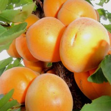 Саджанці колоновидного абрикосу Первайс (привитий) - 1-річний