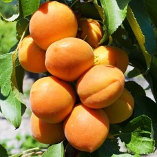 Саджанці колоновидного абрикосу Принц Март (привитий) - 1-річний