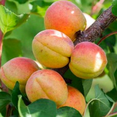Саджанці колоновидного абрикосу Радості Життя (привитий) - 1-річний