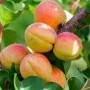 Саджанці колоновидного абрикосу Радості Життя (привитий) - 2-річний