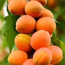 Саджанці колоновидного абрикосу Санні (привитий) - 1-річний