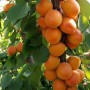 Саженцы колоновидного абрикоса Звездный (привитый) - 2-летний