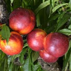 Саджанці колоноподібного нектарину Рубін Червонолистий (привитий) - 1-річний