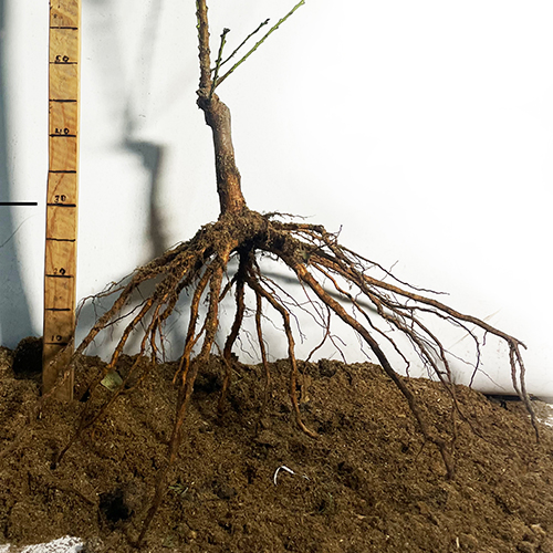 Саджанці колоновидного нектарину Рубіс (привитий) - 2-річний