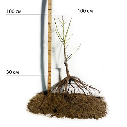 Саджанці колоновидного нектарину Рубіс (привитий) - 2-річний