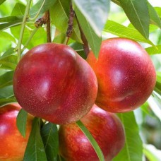 Саджанці колоновидного нектарину Роман (привитий) - 1-річний