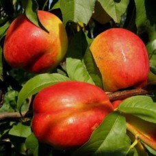 Саджанці колоновидного нектарину Рубіс (привитий) - 1-річний