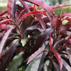 Саджанці колоновидного персика Червонолистий (привитий) - 1-річний