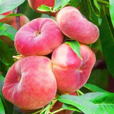 Саджанці колоноподібного персика Інжирний (привитий) - 1-річний