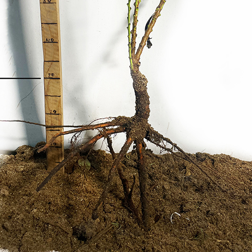 Саджанці колоновидного персика Балконелла (привитий) - 2-річний