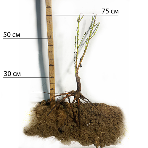 Саджанці колоновидного персика Балконелла (привитий) - 2-річний