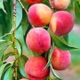 Саджанці колоновидного персика Балконелла (привитий) - 2-річний