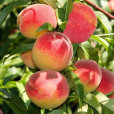 Саджанці колоновидного персика Медовий (привитий) - 1-річний