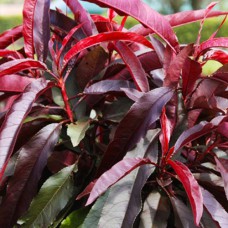 Саджанці колоновидного персика на штамбі Червоний Оксамит (привитий) - 2-річний