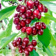 Саджанці колоноподібної вишні Ашинський Гібрид (привитий) - 1-річний