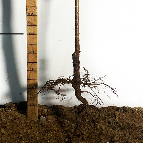 Саджанці колоновидної вишні Восторг (привитий) - 2-річний