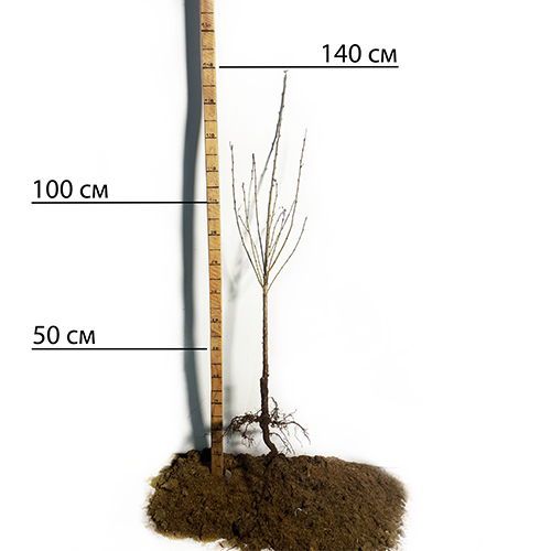 Саджанці колоновидної вишні Восторг (привитий) - 2-річний