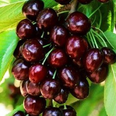 Саджанці колоновидної вишні Королева (привитий) - 1-річний