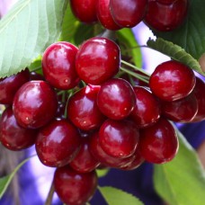 Саджанці колоновидної вишні Восторг (привитий) - 1-річний