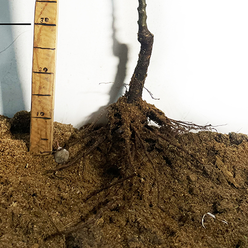 Саджанці колоновидної груші Сапфіра (привитий) - 2-річний