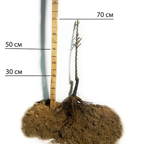 Саджанці колоновидної груші Сапфіра (привитий) - 2-річний