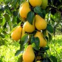 Саженцы колоновидной груши Декора (привитый) - 2-летний