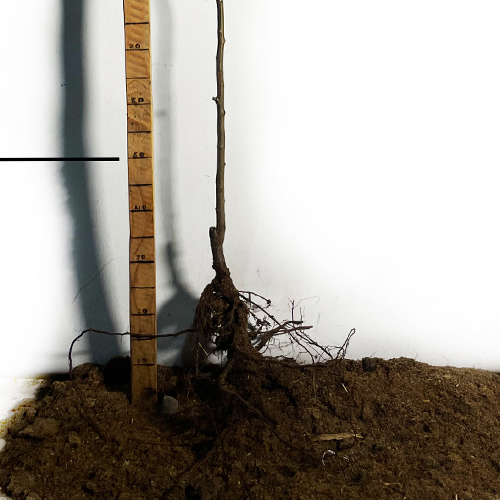 Саджанці колоновидної сливи Мірабелла (привитий) - 2-річний