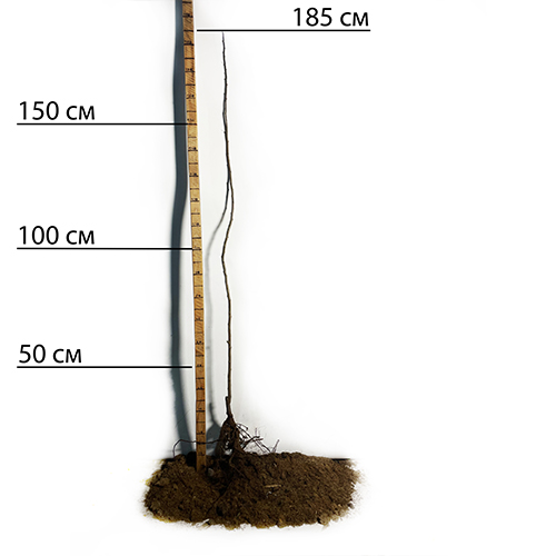Саджанці колоновидної сливи Мірабелла (привитий) - 2-річний