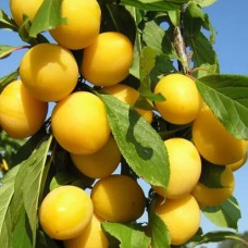 Саджанці колоноподібної сливи Абрикосова (привитий) - 1-річний