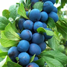 Саджанці колоновидної сливи Анже (привитий) - 1-річний