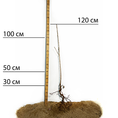 Саджанці колоновидної черешні Медова (привита) - 2-річний