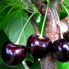 саджанці колоноподібної черешні Чорна (привитий) - 1-річний