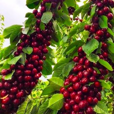 саджанці колоноподібної черешні Квін Мері (привитий) - 1-річний