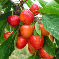 саджанці колоноподібної черешні Рожева (привитий) - 1-річний