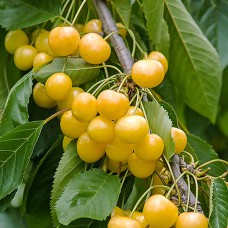 Саджанці колоновидної черешні Медова (привита) - 1-річний