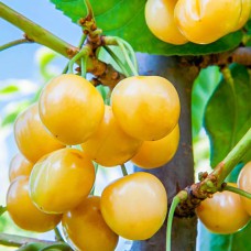 Саджанці колоновидної черешні Жовта (привита) - 1-річний