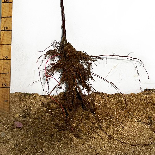 Саджанці колоновидної яблуні Болеро (привитий) - 2-річний