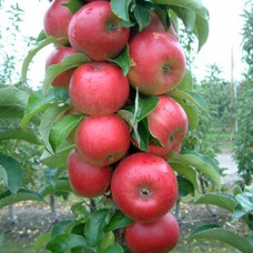 Саджанці колоноподібної яблуні Антей (привитий) - 1-річний