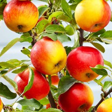 Саджанці колоноподібної яблуні Еліта (привитий) - 1-річний