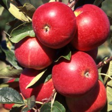 Саджанці колоноподібної яблуні Кармеліта (привитий) - 1-річний