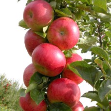 Саджанці колоноподібної яблуні Останкіно (привитий) - 1-річний