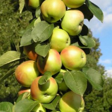 Саджанці колоноподібної яблуні Таскан (привитий) - 1-річний