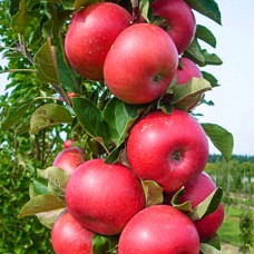 Саджанці колоновидної яблуні Арбат (привитий) - 1-річний